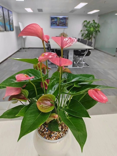魚泡網(wǎng)