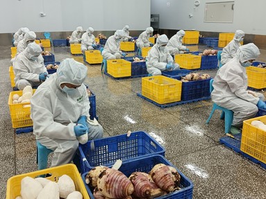 鱼泡网