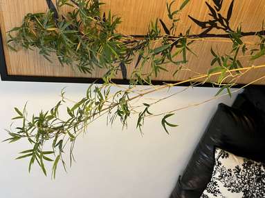 鱼泡网