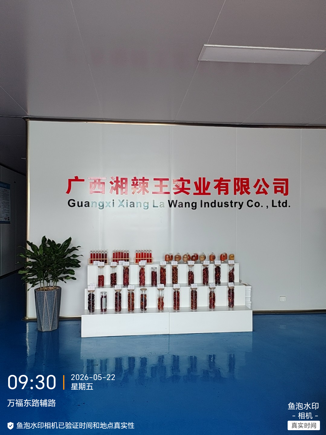 鱼泡网