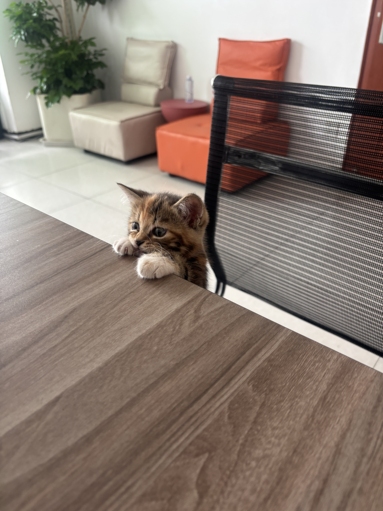 鱼泡网