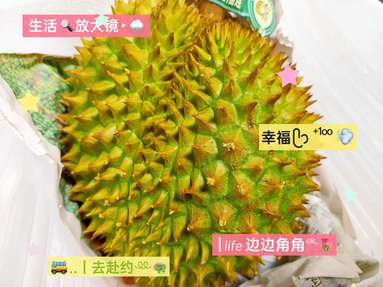 鱼泡网