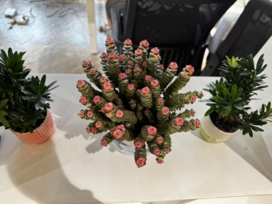 鱼泡网