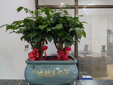 魚泡網(wǎng)