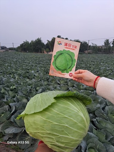 鱼泡网