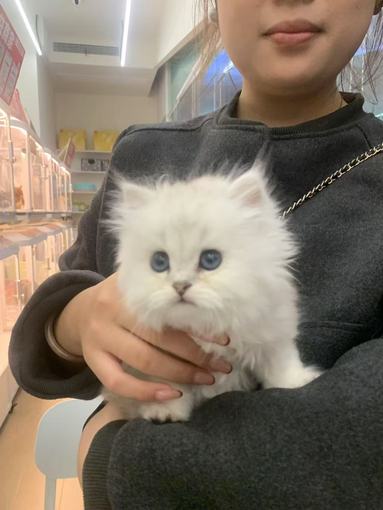 鱼泡网