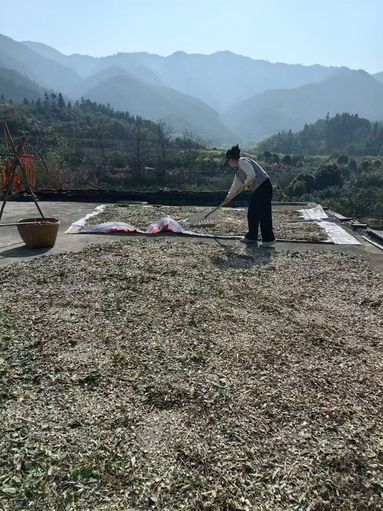 鱼泡网