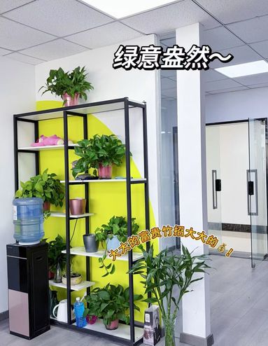 鱼泡网