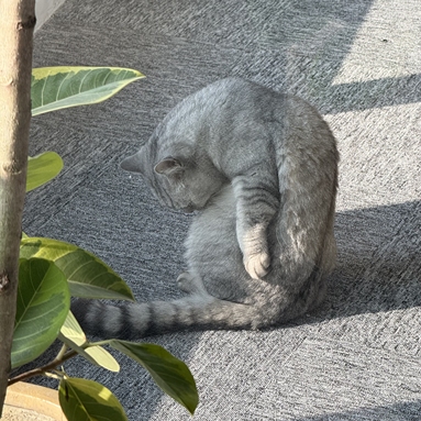 魚泡網(wǎng)