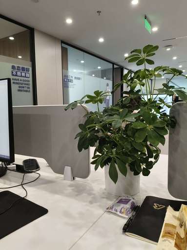 鱼泡网