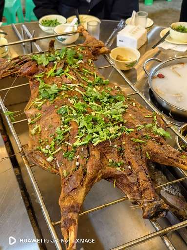魚泡網