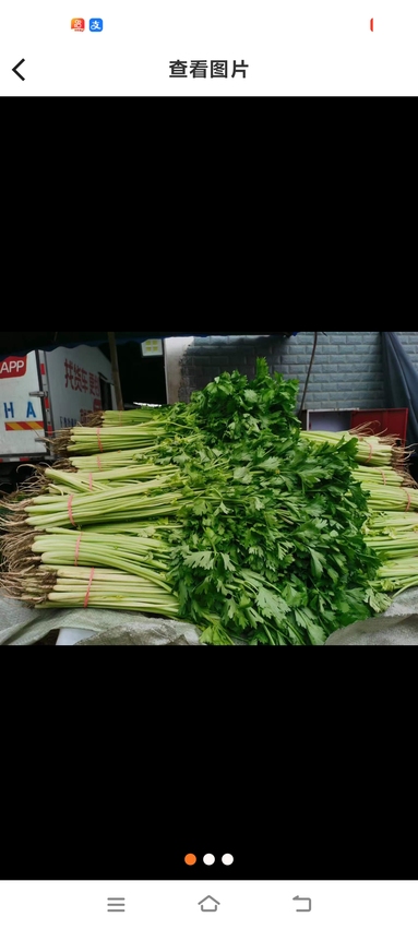 魚泡網