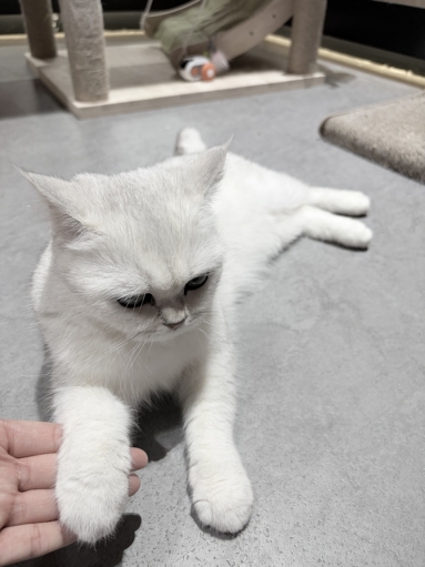 鱼泡网