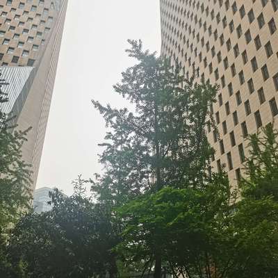 鱼泡网