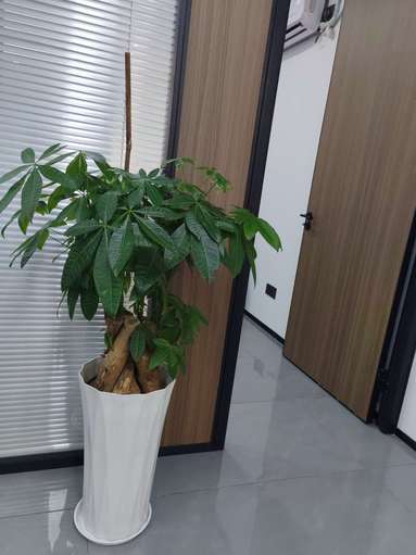 鱼泡网