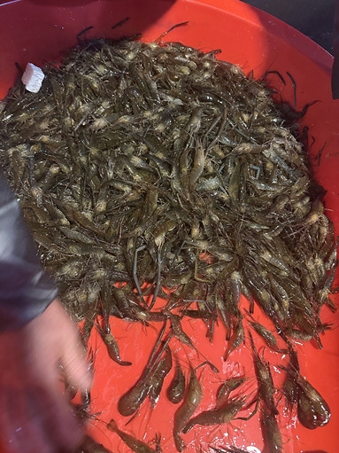 魚泡網(wǎng)