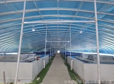 鱼泡网