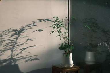 魚泡網