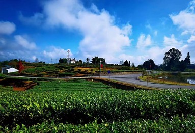 鱼泡网
