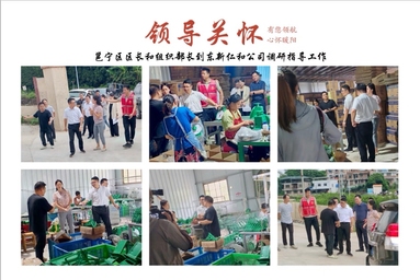 鱼泡网