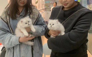 鱼泡网