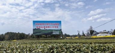 鱼泡网