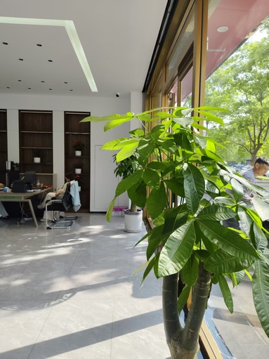 鱼泡网
