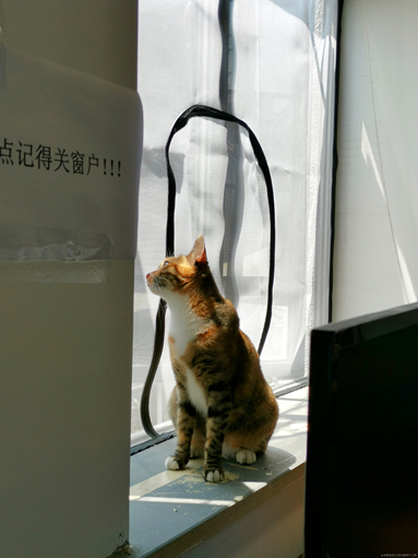 魚泡網(wǎng)