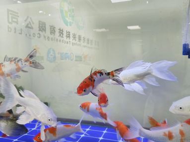 魚泡網(wǎng)